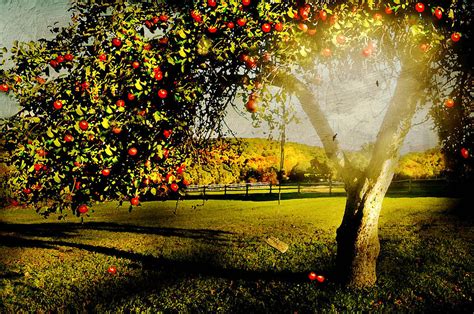 Under The Apple Tree Photograph By Diana Angstadt Fine Art America