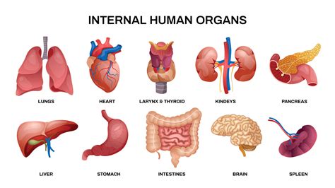 Internal Human Organs Horizontal Icon Set Vector Art At Vecteezy