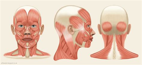 Jeff Searle Muscles Of The Head And Neck