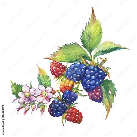 Blackberry Fruit White Flowers And Leaves Rubus Genus Black Berries
