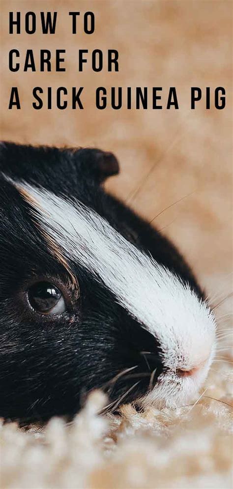 Sick Guinea Pig How To Tell When Your Furry Friend Is Poorly