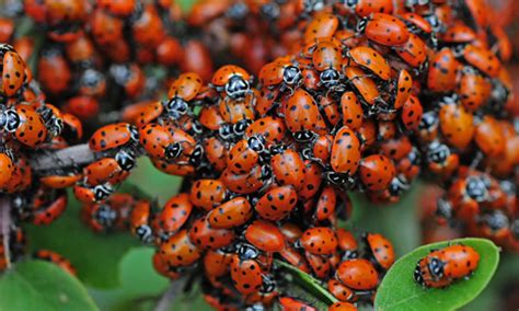 Convergent Ladybug Hippodamia Convergens