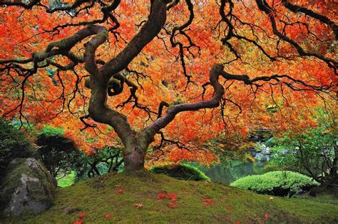 The Tree Of Life Photography Portland Japanese Garden