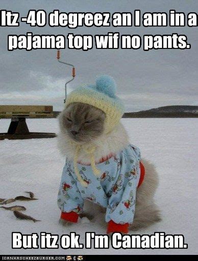 Watch The Unbelievable Funny Winter Cat Memes Hilarious