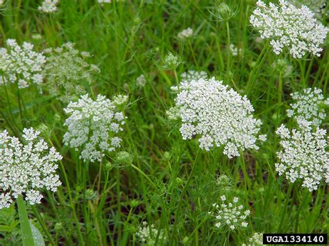 Queen Anne S Lace Wild Carrot Daucus Carota