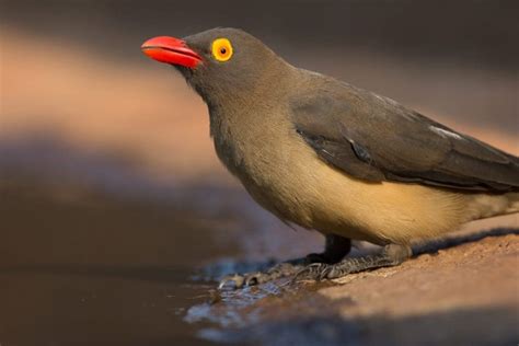 Red Billed Oxpecker Facts Critterfacts
