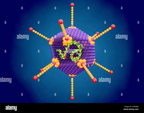 Estructura De Adenovirus Ilustración Fotografía De Stock Alamy