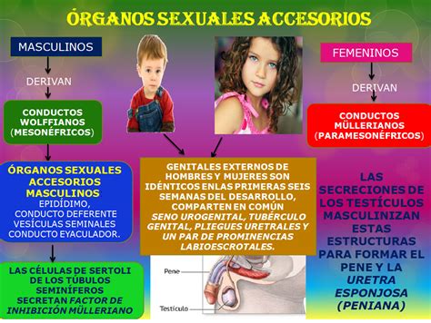 Fisiologia Órganos Sexuales Accesorios