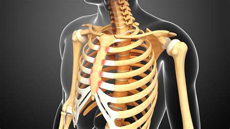 Rib Cage Pain Rib Cage Pain 6 Possible Causes There Are Various