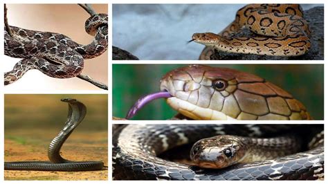 Most Dangerous Venomous Snakes Of India A Person Dies In A Moment As