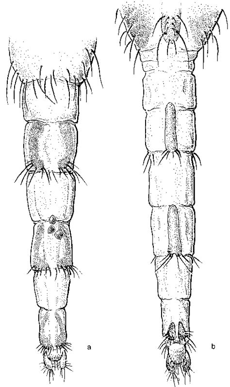 Female Terminalia Of Delia Antiqua A Dorsal B Ventral View