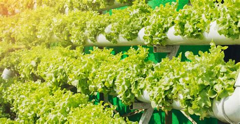 5 Vertical Hydroponic Ideas You Should Try At Home