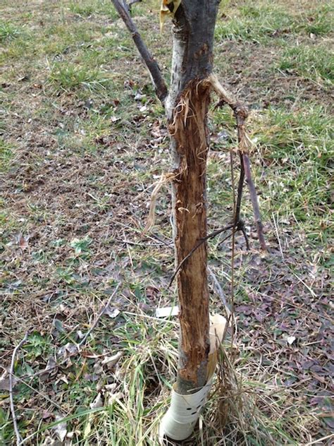 Now we have it figured it out with big cages and i discuss that in. Gardens