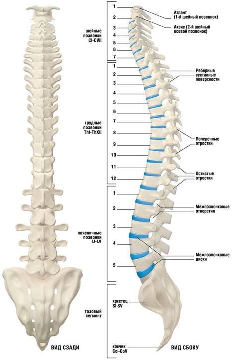 The Structure Of The Human Spine The Vertebrae Departments