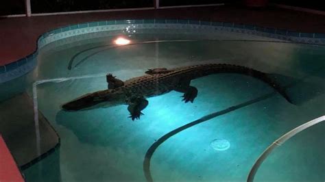Florida Man Finds 11 Foot Alligator Swimming In His Pool Abc7 Chicago