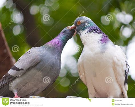 Kissing Pigeons Stock Photo Image Of Valentine Birds 21385792