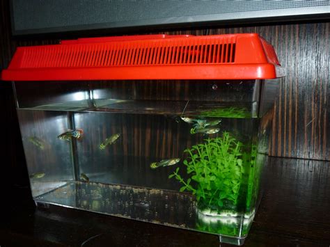 You may be interested in. nerd @quari$t -Nepal: Fish Tank--Most Important Things for ...