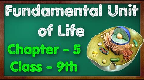 Cbse Science Grade 9 The Fundamental Unit Of Life Practice Questions