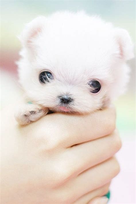 Soo Cute Cute Baby Animals Cute Animals Cutest Puppy Ever