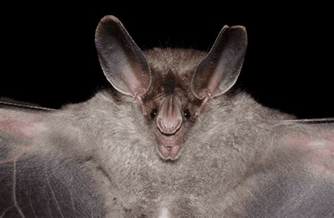 Vampire Bats Facts Diet And Habitat Information