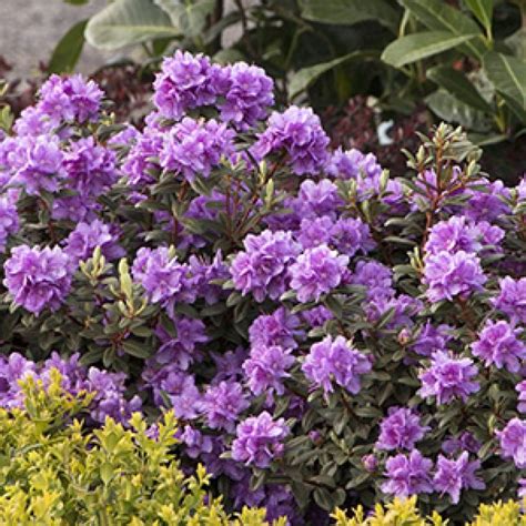 Purple Flowers Are Blooming Next To Green Plants In The Garden With