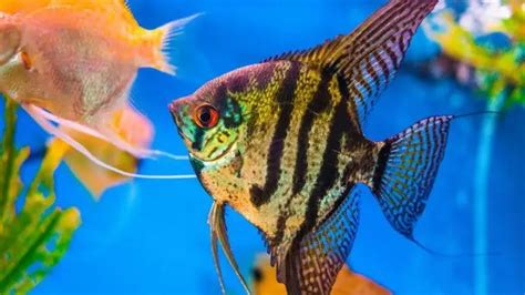 Angelfish Care And Species Guide Fishkeeping World