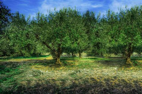 Fruitless Olive Tree Plant Care And Growing Guide
