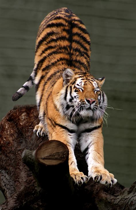 File:Siberian Tiger by Malene Th.jpg - Wikipedia