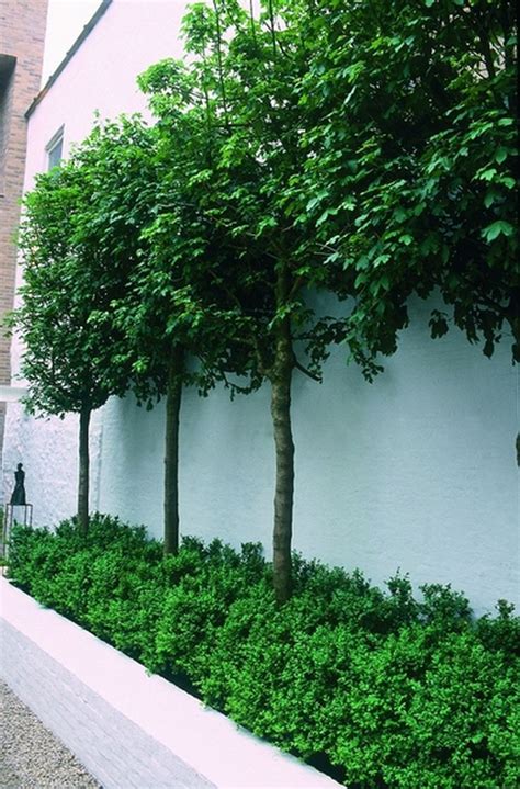 Fascinating Evergreen Pleached Trees For Outdoor Landscaping 68