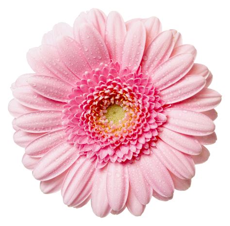 Pink Flowers Rose Clip Art Transparent Daisy Cliparts Png Download
