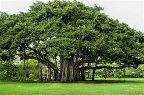 Types Of Indian Trees With Names