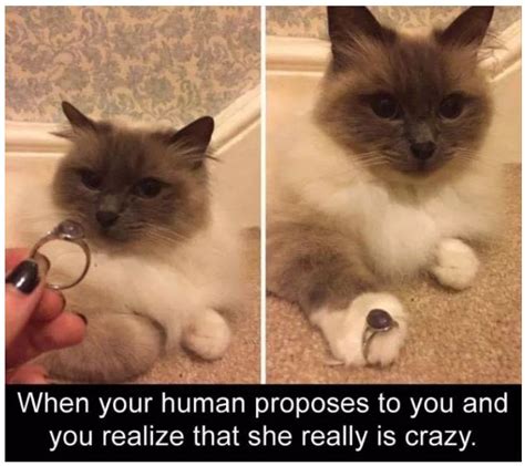 20 hilarious memes every cat owner will understand page 3 of 4