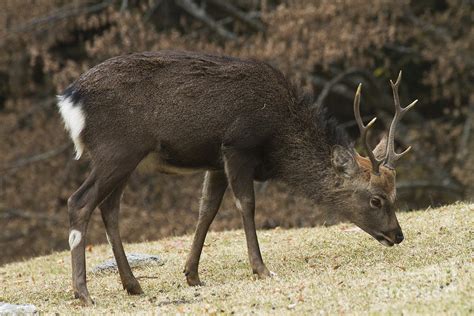 Sika Deer Cervus Nippon Photograph By Eyal Bartov Pixels