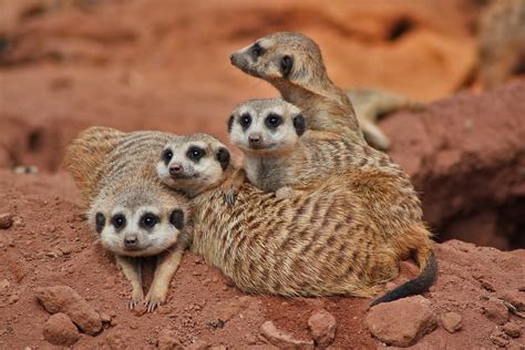 Meerkat Manor 1 Free Photo Download Freeimages