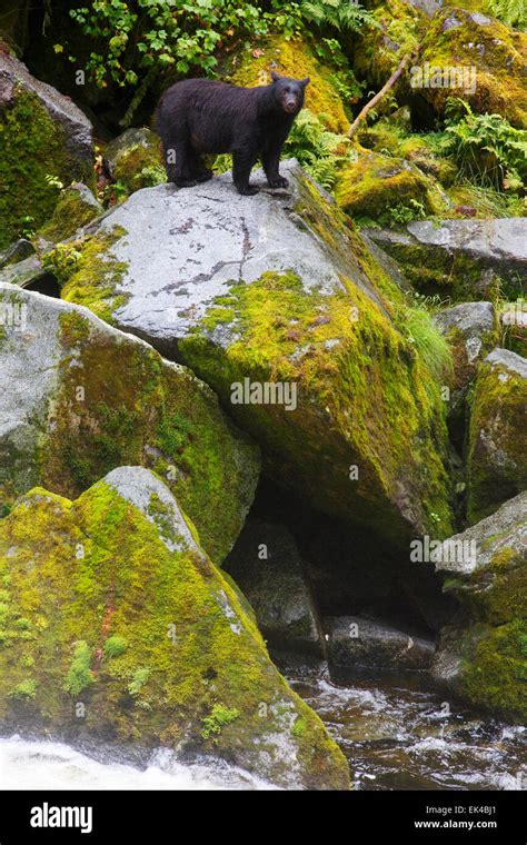 Black Bears At The Anan Wildlife Observatory Tongass National Forest