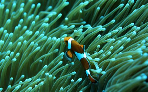 Clownfish Sea Anemones Animals Nature Wallpapers Hd Desktop And