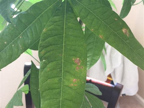 Money tree light brown spots. Money Tree leaves starting to curl and having holes