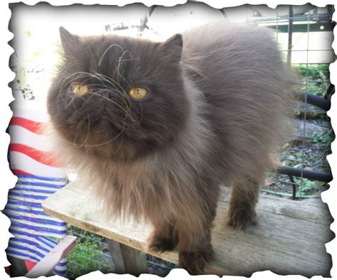 The persian cat is one of the most common exotic cat breeds for people to keep as pets. PINKATZ RETIREES - PINKATZ EXOTIC Short Hair & PERSIAN Cats