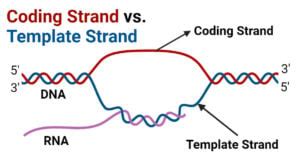 Coding Strand Vs Template Strand Key Differences