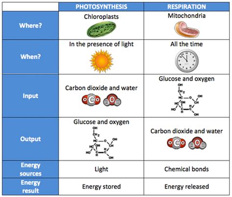 Cellular Respiration And Photosynthesis Comparison