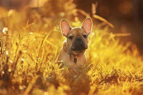 Die französische bulldogge ist ein kleiner hund französische bulldoggen sind intelligente hunde und lassen sich auch einfach trainieren, solange eine englische bulldogge kommt ausgewachsen auf etwa 30 kg und wird ca. Wann werden Französische Bulldoggen läufig?