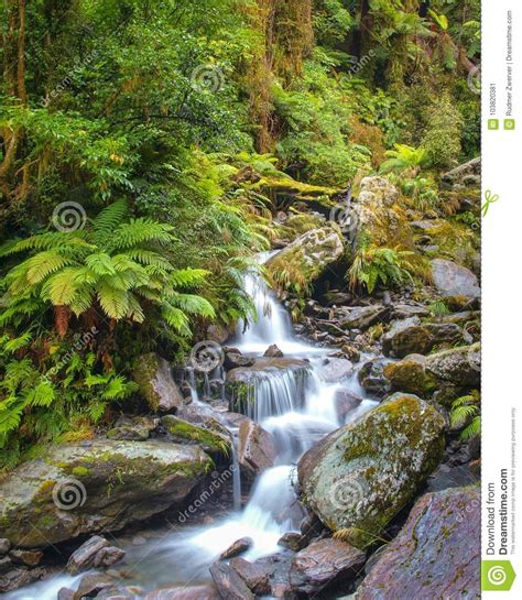 Waterfall In New Zealand Rain Forest Stock Image Image Of Lush