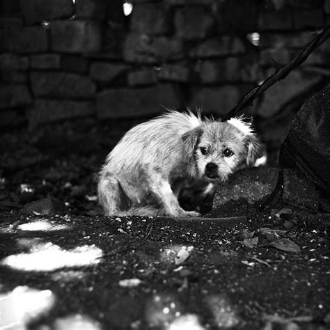 57500 Animales Feroces Fotografías De Stock Fotos E Imágenes Libres