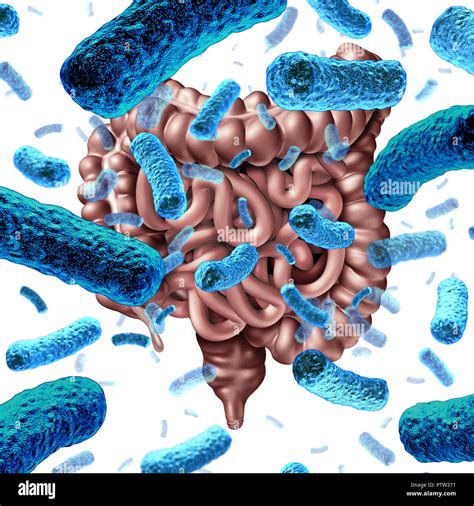 Gut Bacteria As Probiotic Bacterium Inside Small Intestine And