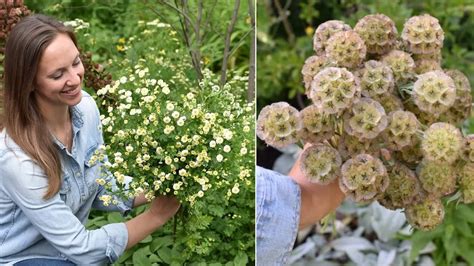 Sowing Saved Starflower Seeds And Feverfew Inside Scabiosa Stellata