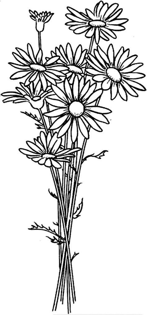 daisy flower arrangement coloring page  print  coloring pages   color