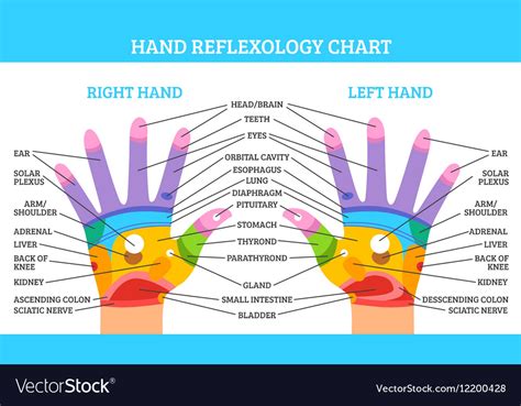 Hand Reflexology Chart Royalty Free Vector Image
