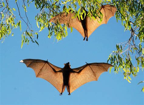 Going Batty Living With Flying Foxes A Hard Sell Daily Examiner
