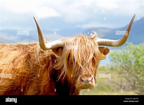 Scottish Highland Cattle On The West Coast Island Of Mull Argyll