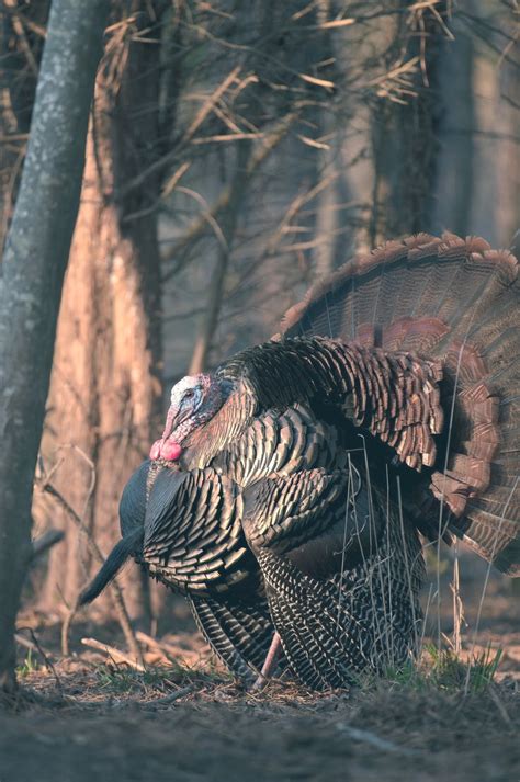 Outdoorscribe Fall Turkey Hunting Requires Different Tactics For Success
